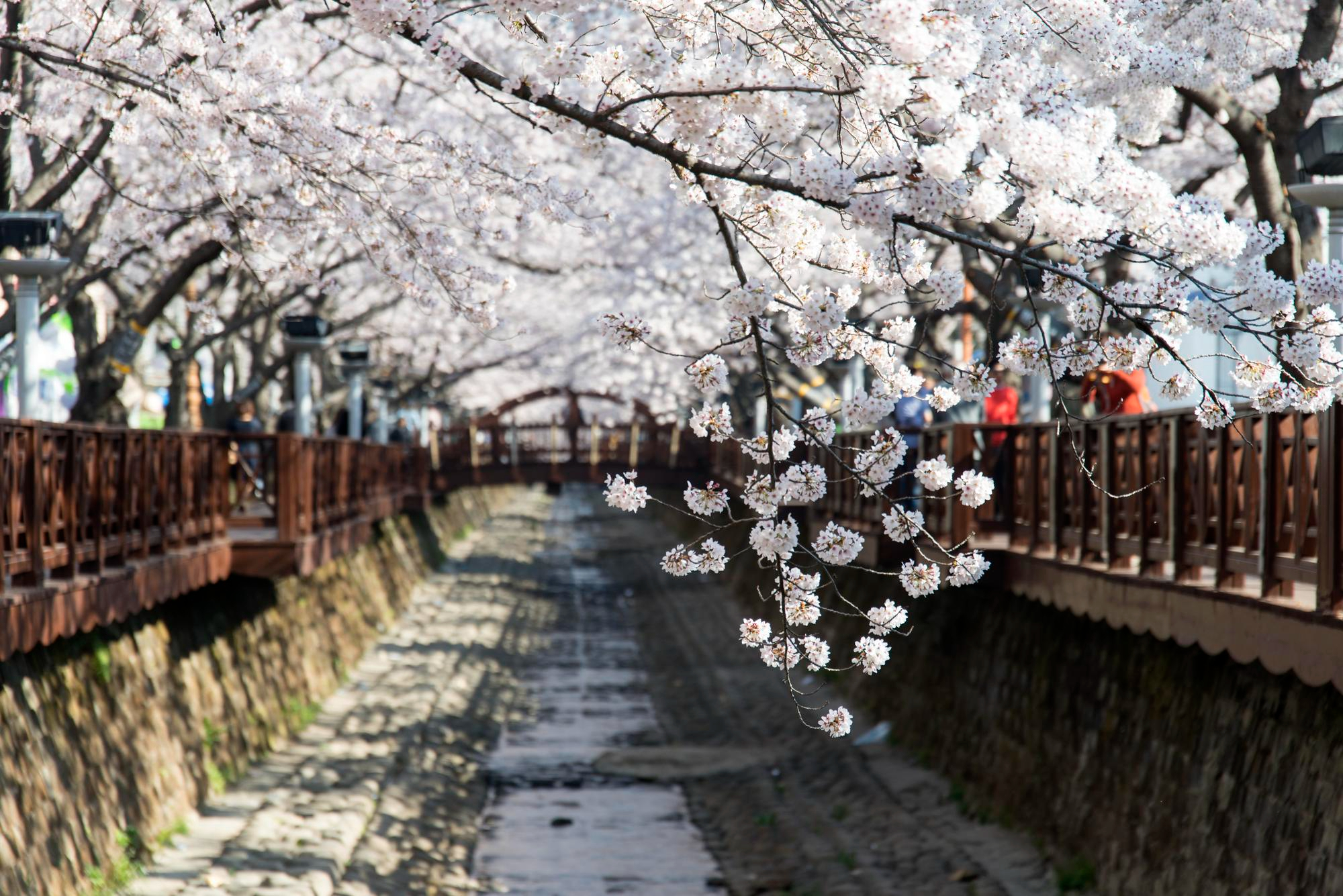 Cherry Blossoms in Korea
