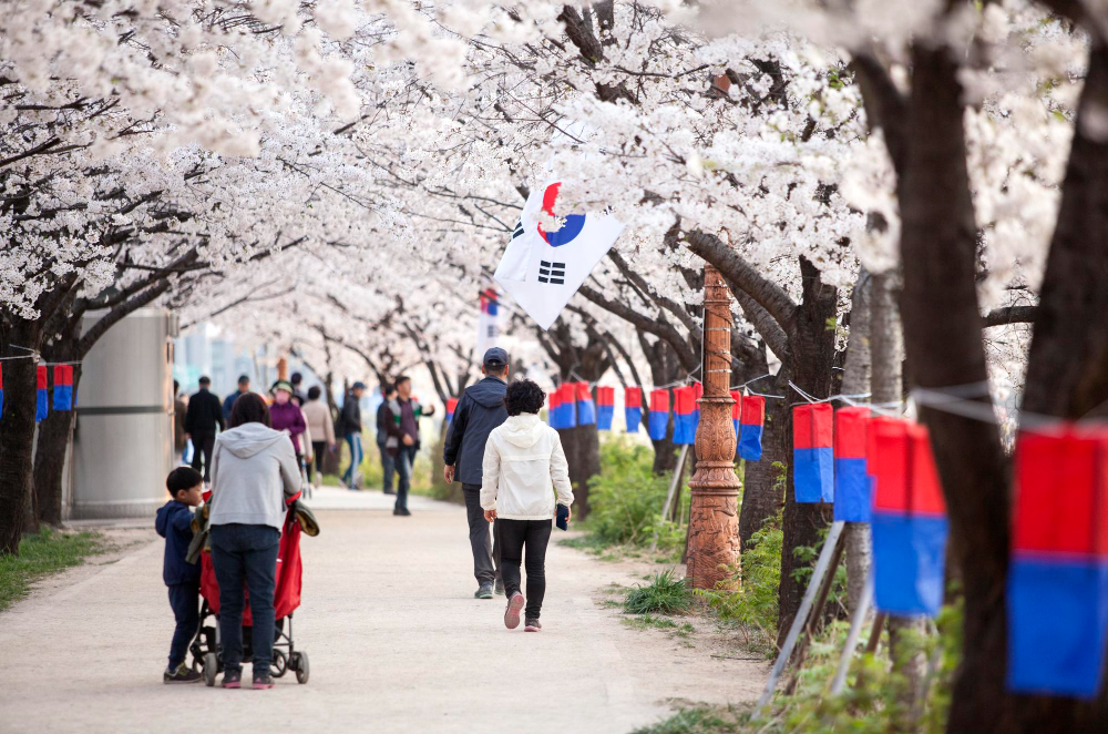 Cherry Blossom Festival