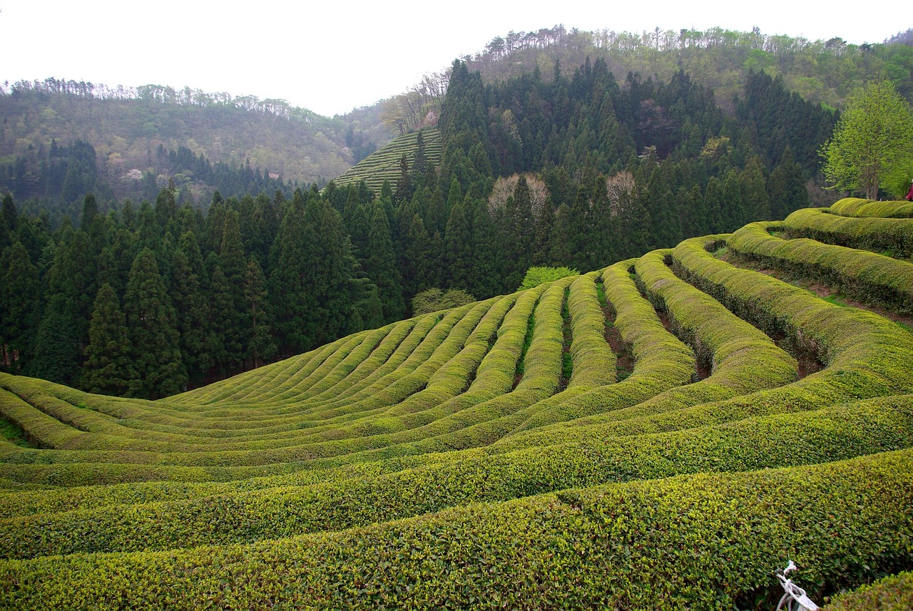 Tea Plantation